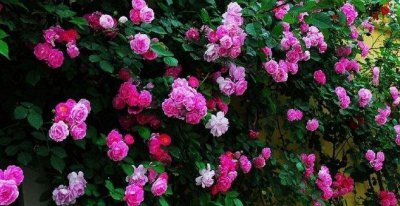 蔷薇花寓意是什么 浅谈蔷薇花语及传说