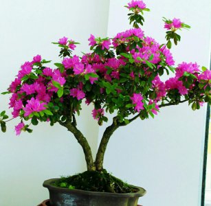 盆栽杜鹃花怎么养 杜鹃盆景养护知识