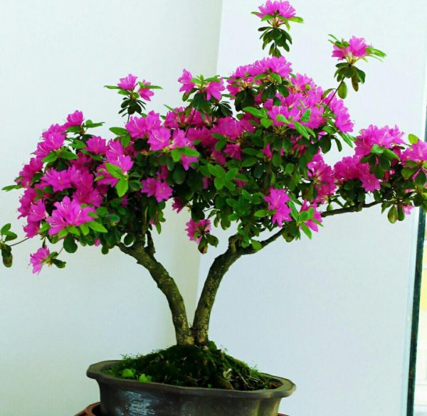 盆栽杜鹃花怎么养