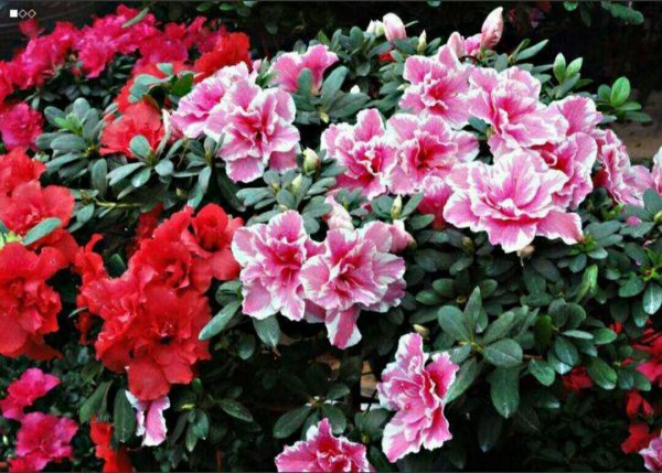 盆栽杜鹃花怎么养