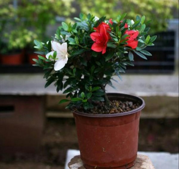 盆栽杜鹃花怎么养