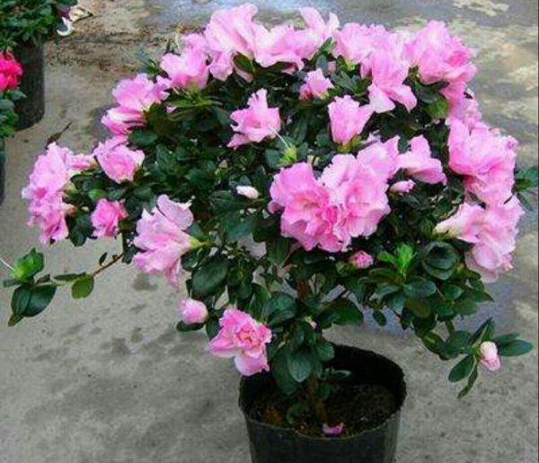 盆栽杜鹃花怎么养