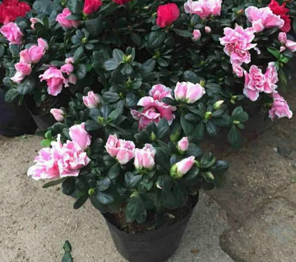 盆栽杜鹃花怎么养