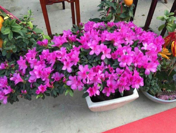 盆栽杜鹃花怎么养