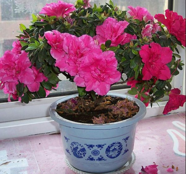 盆栽杜鹃花怎么养