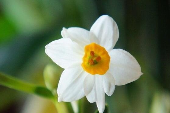 水仙花的花语是什么