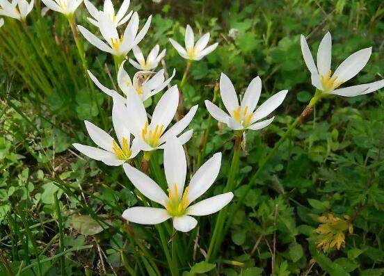 水仙花的花语是什么