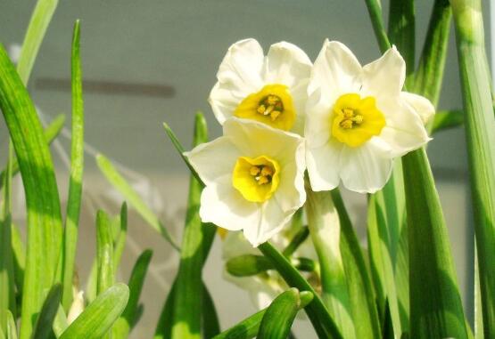 水仙花的花语是什么