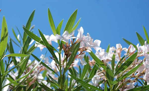 夹竹桃花语是什么意思