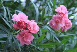 夹竹桃花语是什么意思