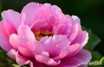 牡丹花的寓意是什么