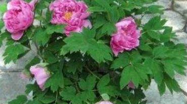 牡丹花的寓意是什么
