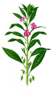 凤仙花的花语是什么 凤仙花的寓意和象征