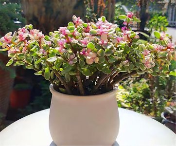 家里盆栽养什么植物好 适合养家里的盆栽介绍