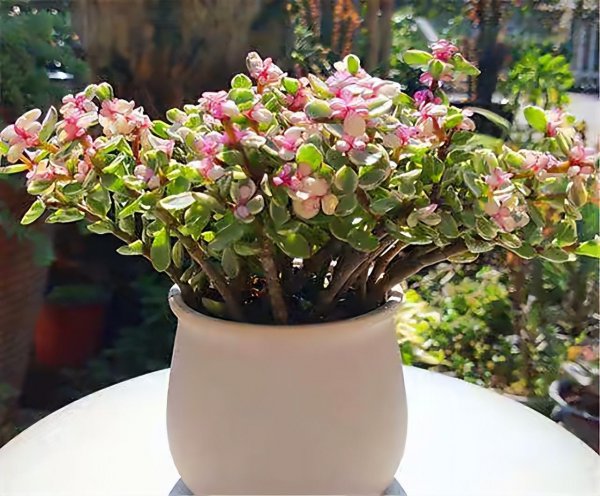 家里盆栽养什么植物好