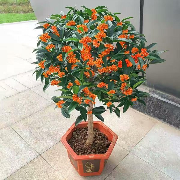家里盆栽养什么植物好
