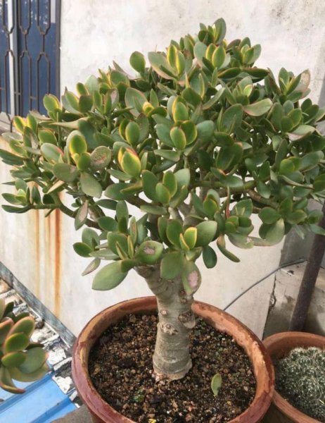 家里盆栽养什么植物好