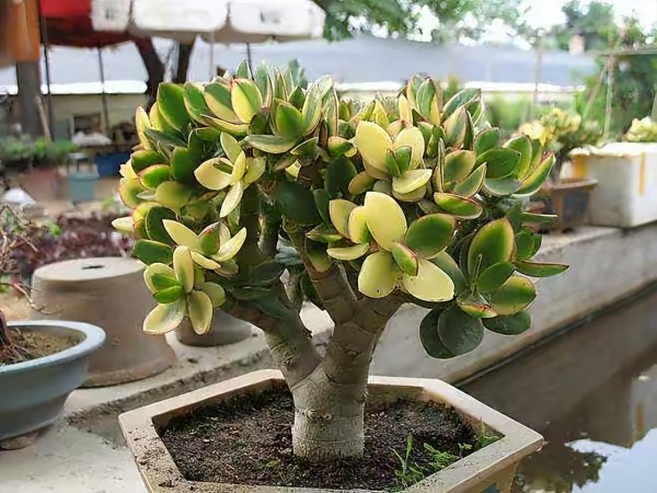 家里盆栽养什么植物好