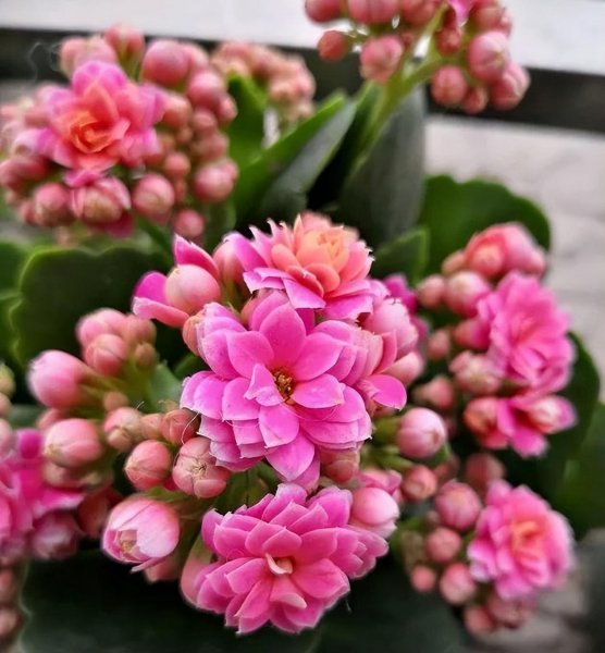 家里盆栽养什么植物好