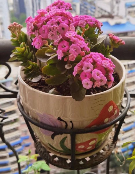 家里盆栽养什么植物好