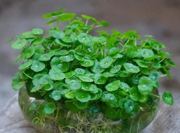 家里盆栽养什么植物好