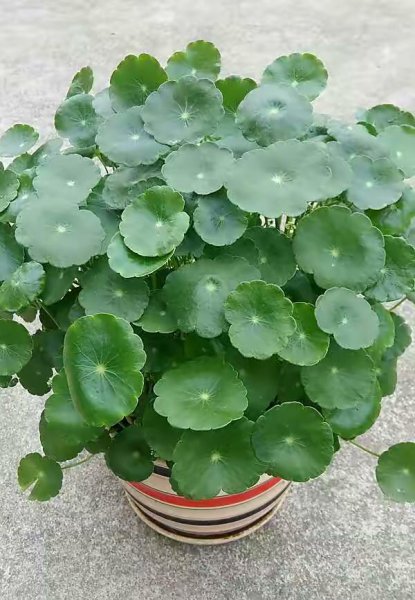 家里盆栽养什么植物好