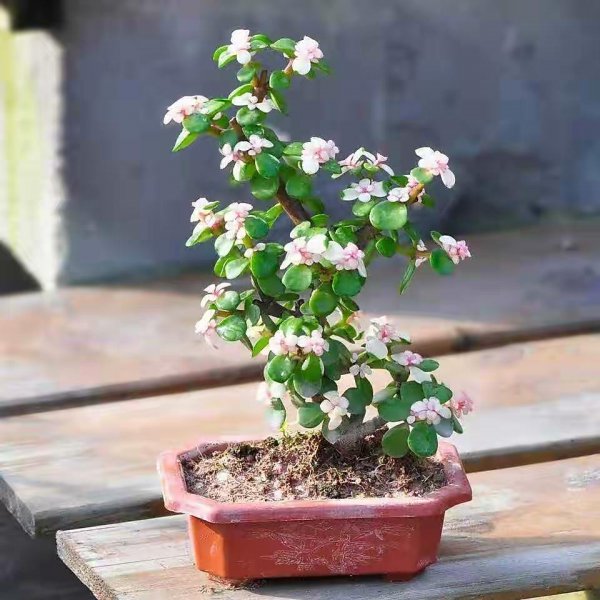 家里盆栽养什么植物好