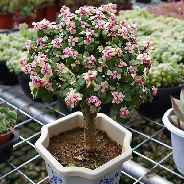 家里盆栽养什么植物好