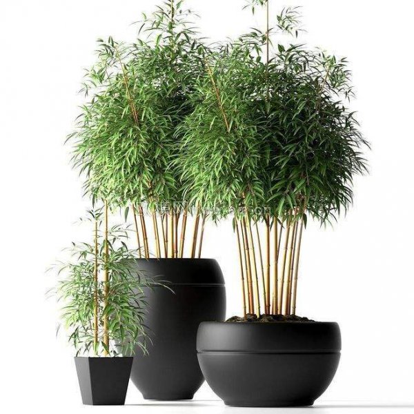 毛竹盆景怎样养护