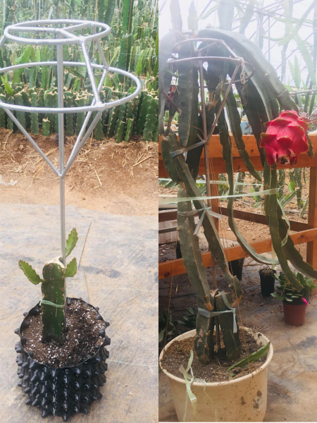 火龙果盆栽怎么种植