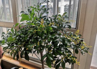 米兰花怎么过冬天 盆栽米兰花的养殖方法