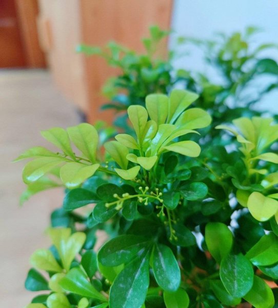 米兰花怎么过冬天