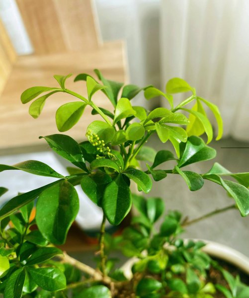 米兰花怎么过冬天