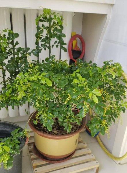 米兰花怎么过冬天