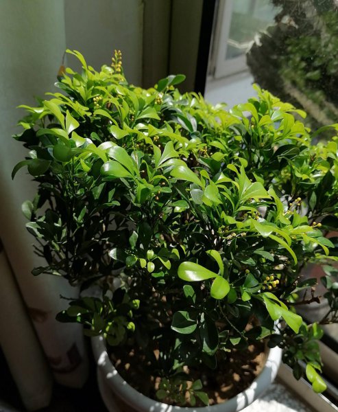 米兰花怎么过冬天