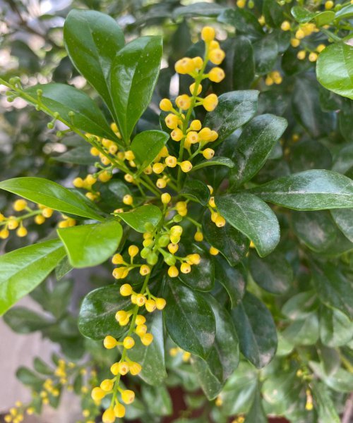 米兰花怎么过冬天