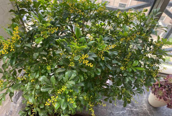 米兰花怎么过冬天