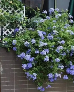 夏天开的是什么花 常见的夏季代表花卉介绍