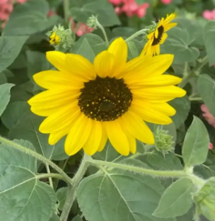 夏天开的是什么花