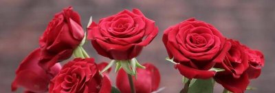 玫瑰花代表什么意思 不同颜色玫瑰花的真正含义