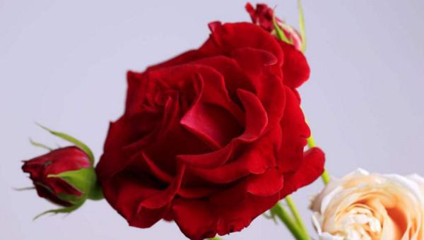 玫瑰花代表什么意思