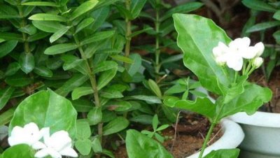 茉莉花花语是什么意思 了解茉莉的寓意及象征