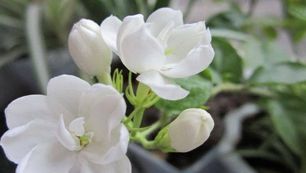 茉莉花花语是什么意思