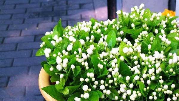 茉莉花花语是什么意思