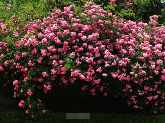 蔷薇花语是什么代表着什么