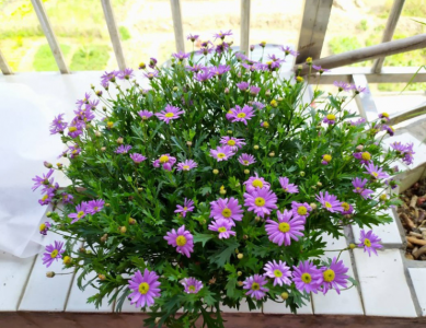 雏菊的花语是啥意思 了解雏菊代表的含义