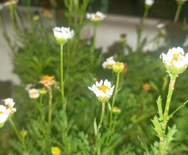 雏菊的花语是啥意思