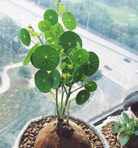 什么绿植可以净化空气 有关净化空气最好的植物排名