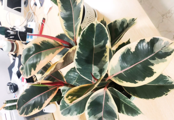 什么绿植可以净化空气
