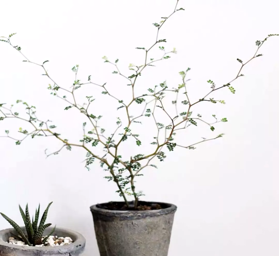 什么绿植可以净化空气